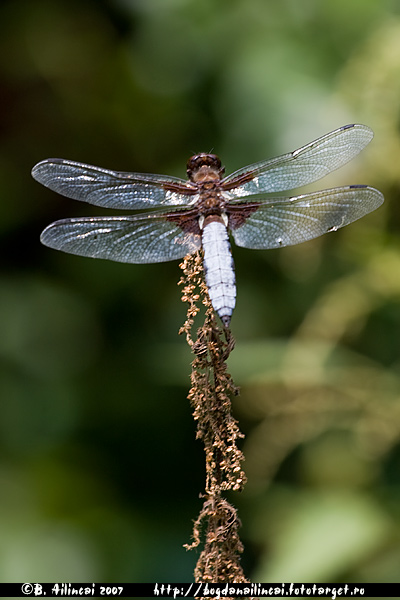dragonfly.o1
